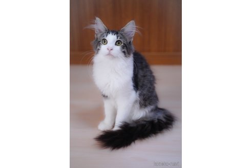 成約済の愛知県のノルウェージャンフォレストキャット-101458の2枚目